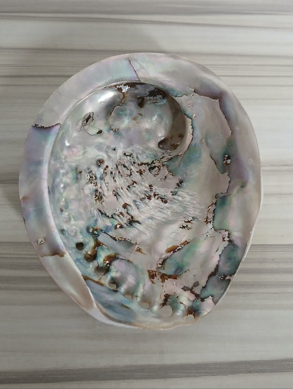 Genuine Abalone Shell - Picture 4 of 13